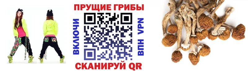 дарк нет как зайти  Кореновск  Псилоцибиновые грибы мицелий 